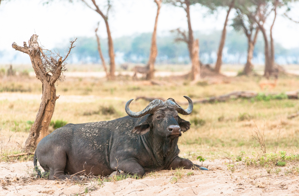 Lower Zambezi National Park